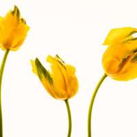 Anna Briggs - Yellow Tulips #1