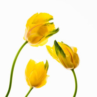 Anna Briggs - Yellow Tulips #2